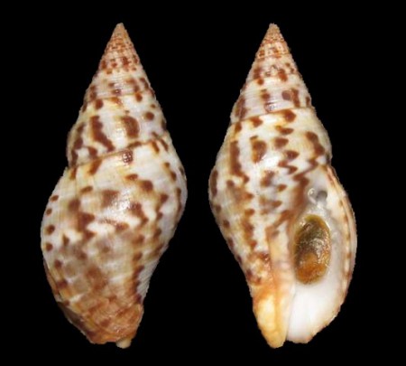 Pisania pusio - Florida Keys - 30.5mm